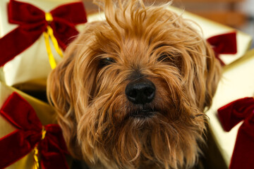 yorkshire terrier with christmas gifts and red ribbons