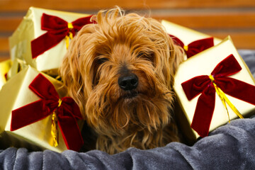 yorkshire terrier with christmas gifts and red ribbons