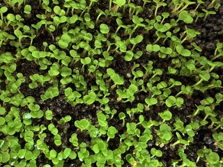 たくさんの発芽したての芽