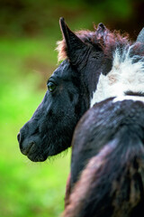 POTTOKS (cheval sauvage end&eacute;mique du Pays Basque)