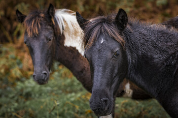POTTOKS (cheval sauvage end&eacute;mique du Pays Basque)