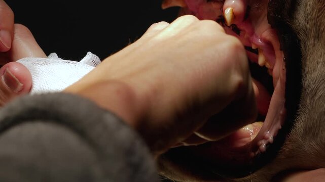 Closeup footage of dog endotracheal intubation