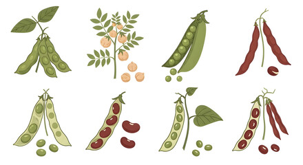 Botanical illustration of diverse legumes green peas, various beans, and chickpeas. Features pods and individual seeds, highlighting healthy plant-based food for nutrition