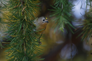 Goldcrest on a tree