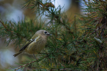 Goldcrest in the park