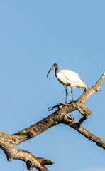 heron on a tree branch against blue sky, Sri Lanka 