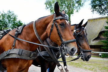 Kutschenpferde in der Heide