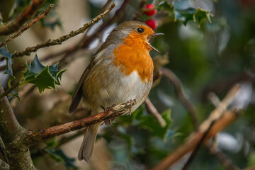 robin song