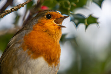 singing robin close