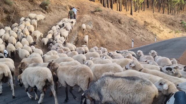 Shepherd leads a flock of sheep along a road during the annual transhumance in the Canary Islands
