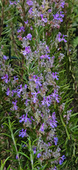 close up shot of rosemary plants