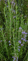 close up shot of rosemary plants
