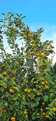 Fresh tangerines on the tree, tangerine harvest