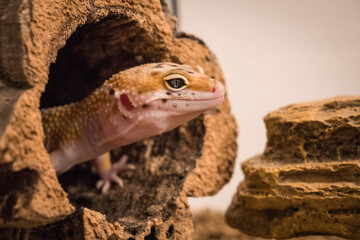 Cute baby leopard gecko peeking out from a hollow branch