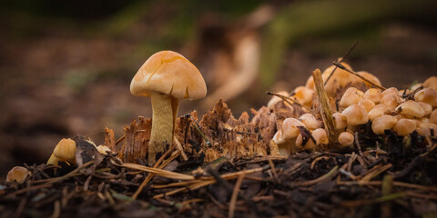 Close-up of a small mushroom