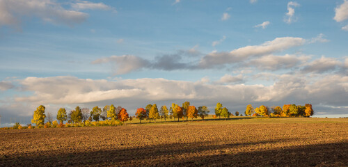 Colorful autumn tree alley on a sunny day