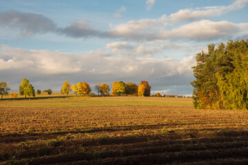 Colorful autumn tree alley on a sunny day
