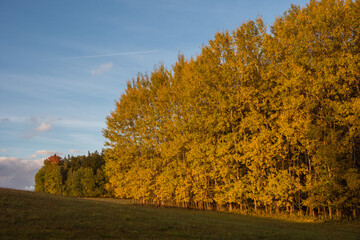 Colorful autumn tree alley on a sunny day