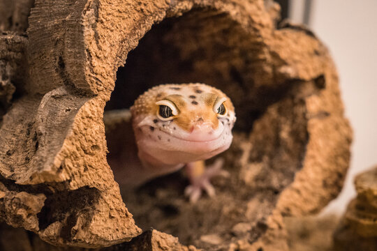Cute baby leopard gecko peeking out from a hollow branch