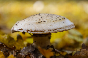 A close-up shot features a white-beige mushroom with a broad cap, growing on the forest floor among fallen leaves.
