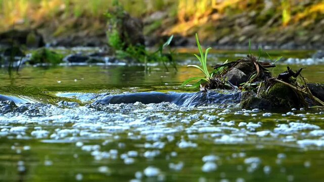 Close-up of a small, clear stream flowing in a fores.