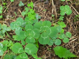 Two Four-leaf Clovers Side by Side in the Grass, Symbol of Double Luck and Fortune