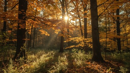 Fototapeta premium Sunlight streaming through autumn trees illuminating ferns in a serene forest landscape scene