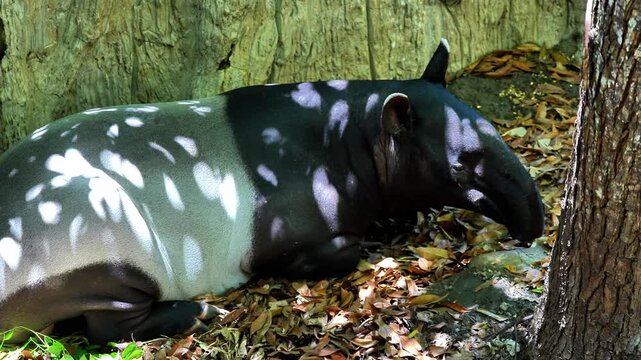 Malayan tapir relaxing, Malayan tapir lying on ground, Malayan tapir wildlife video