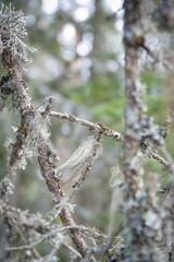 Moss and lichen covered branches in Scandinavian forests