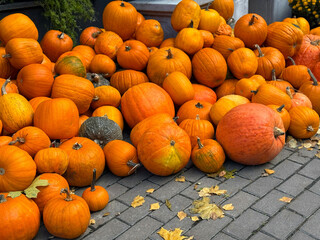 Pumpkins and gourds in autumn season