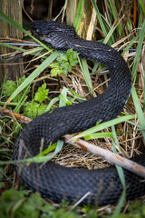 Fototapeta premium Découverte du Pays Basque 
