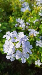 Cape leadwort, scientific name: Plumbago auriculata. A woodland phlox plant in the garden in the morning, with light filtering through the leaves and flowers.