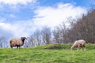 Obraz premium Découverte du Pays Basque