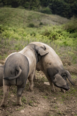Fototapeta premium Découverte du Pays Basque