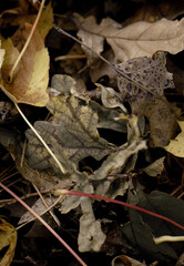 Close-up of autumn leaves, atrial texture, seasonal decoration 