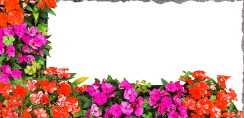 Frame of fresh impatiens flowers .