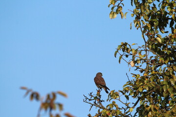 Falco tinnunculus, common kestrel, sitting in the branches on a sunny summer day
