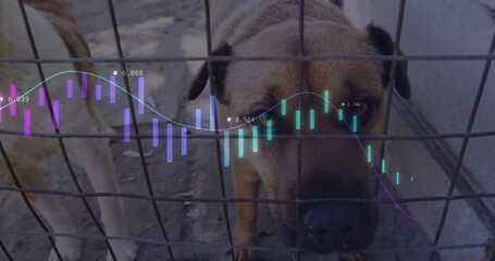 Peering tan dog sniffing through wire mesh fence in kennel, with chart overlay showing numeric data