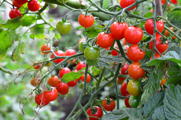 Vibrant Cherry Tomatoes Ripening on the Vine organic farm