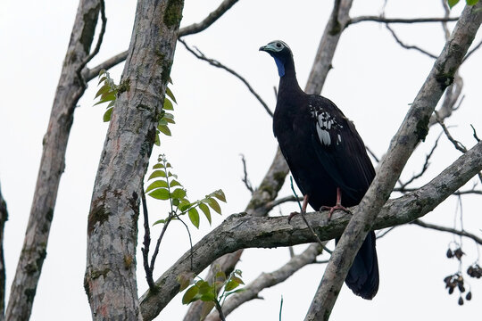 Trinidad Piping Guan (Pipile pipile), a critically endangered species endemic to Trinidad, perched in a tree, West Indies.