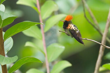 Tufted Coquette hummingbird (Lophornis ornatus) male perched and displaying, Trinidad and Tobago, West Indies. © tonymills