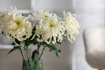 Beautiful chrysanthemum flowers in vase indoors, closeup