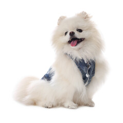 Obraz premium Cute fluffy Pomeranian dog in stylish pet`s clothes on white background