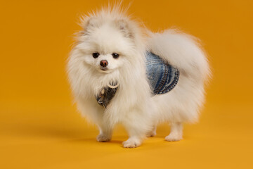 Cute fluffy Pomeranian dog in stylish pet`s clothes on orange background