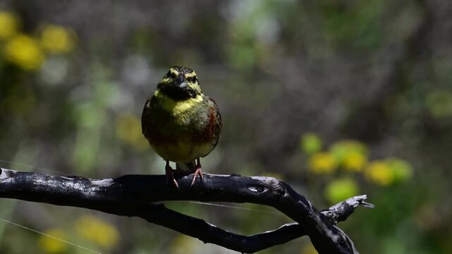 Cirl bunting male // Zaunammer-M&auml;nnchen  (Emberiza cirlus)