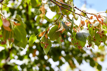 Linden branch with green leaves on a sunny day. Linden tree at summer. Greenery in the rays of light. Blurred leaf background