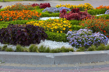 Multi-colored flower bed in the park in Kyiv, Europe. Scenic view of colourful flowers in bloom at Summer or Autumn