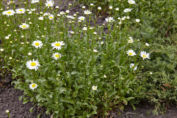 Chamomile flowers in bloom at park. Selective focus, blurred background