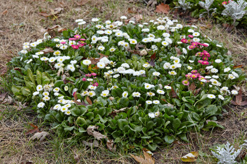 Bellis perennis flowers in open ground. Lush blooming  common garden bellis in city park. Family name Asteraceae, Scientific name Bellis