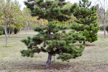 Austrian pine at park. Pinus nigra. Beautiful ornamental plant at Autumn